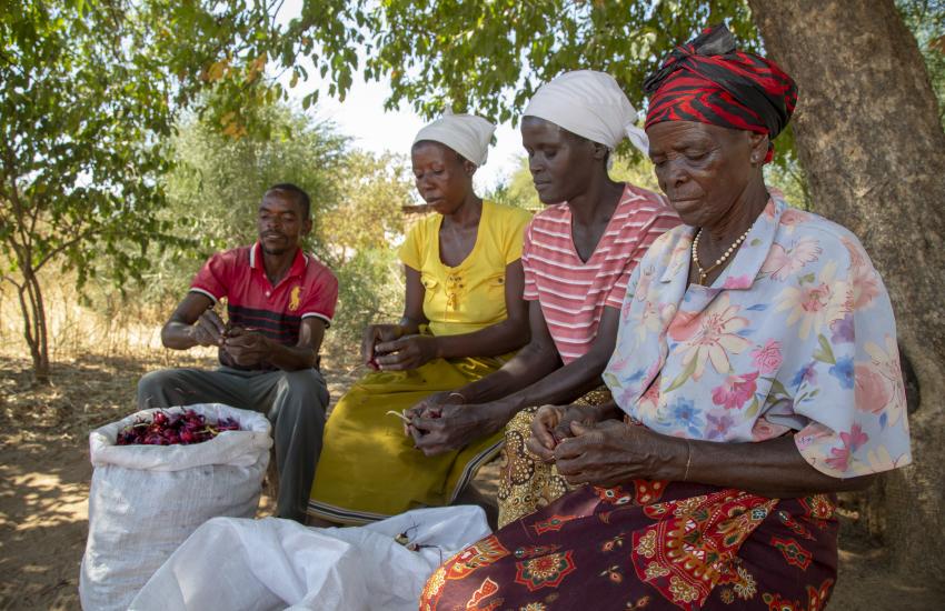 Farmers processing rosella